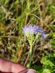 Conoclinium dissectum