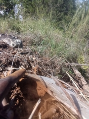 Pisolithus arenarius