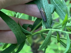 Paraulacizes irrorata