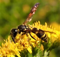 Ancistrocerus adiabatus