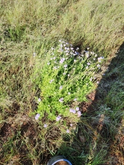 Conoclinium dissectum