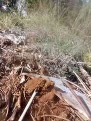 Pisolithus arenarius