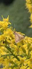 Pyraustini