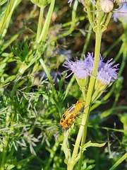 Conoclinium dissectum