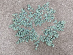 Euphorbia peplis