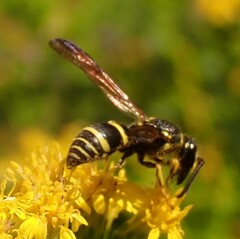 Ancistrocerus adiabatus