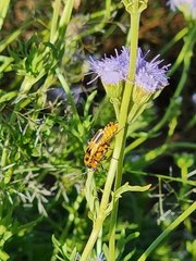 Conoclinium dissectum