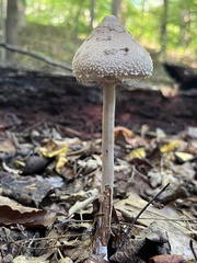 Macrolepiota ameriprocera