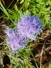 Conoclinium dissectum