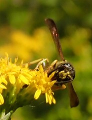 Ancistrocerus adiabatus