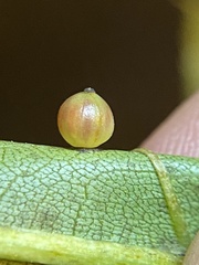 Caryomyia leviglobus