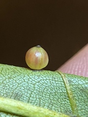 Caryomyia leviglobus