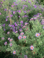 Symphyotrichum novae-angliae