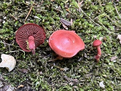 Cortinarius marylandensis