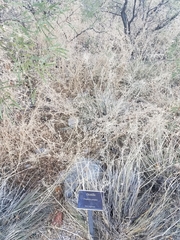 Fouquieria splendens