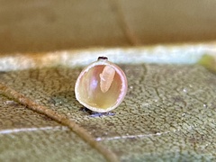 Caryomyia leviglobus