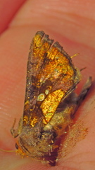Argyrogramma verruca
