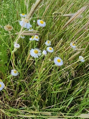 Erigeron divergens
