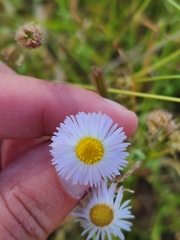 Erigeron divergens