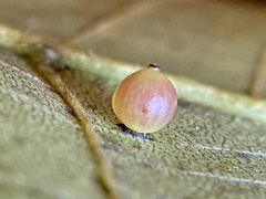 Caryomyia leviglobus