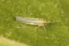 Zyginidia scutellaris