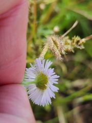Erigeron divergens