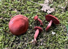 Cortinarius marylandensis