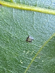 Caryomyia leviglobus