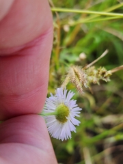Erigeron divergens