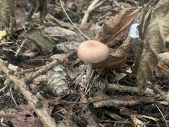 Collybiopsis peronata