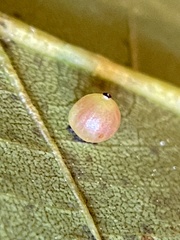 Caryomyia leviglobus