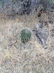 Ferocactus wislizeni