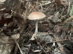 Collybiopsis peronata