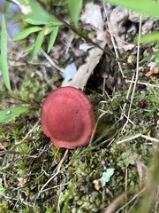 Cortinarius marylandensis