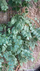 Koelreuteria paniculata