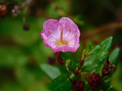 Kalmia microphylla