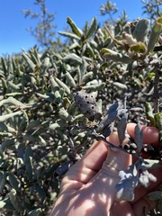 Andricus chrysolepidicola