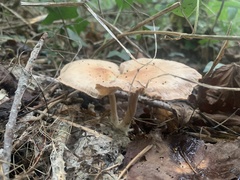 Collybiopsis peronata