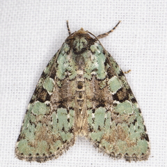 Leuconycta lepidula