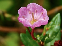 Kalmia microphylla