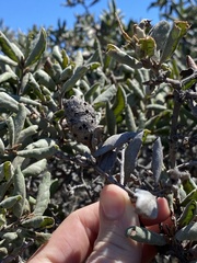 Andricus chrysolepidicola