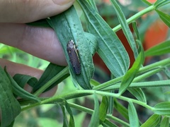 Paraulacizes irrorata
