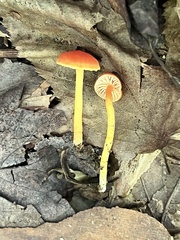 Hygrocybe