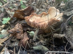 Collybiopsis peronata