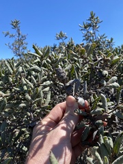 Andricus chrysolepidicola