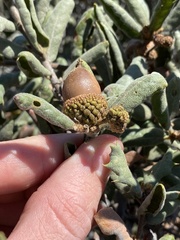 Andricus chrysolepidicola