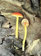 Hygrocybe