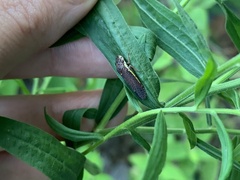 Paraulacizes irrorata