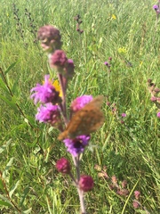 Liatris ligulistylis