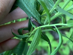 Paraulacizes irrorata